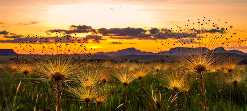 Unidades de conservação